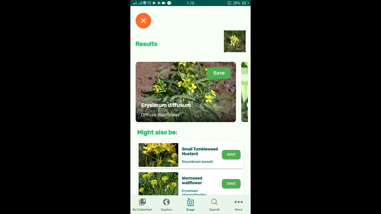 PlantSnap identifies a Diffuse Wallflower (Erysimum diffusum) - YouTube