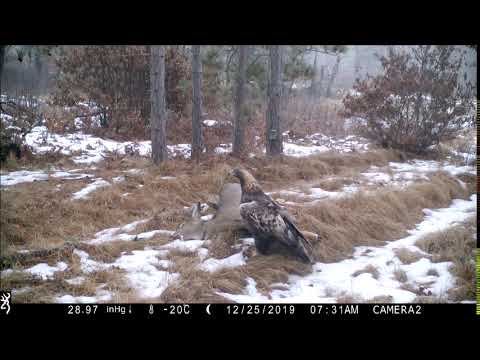 Golden eagle on camera trap, Wisconsin