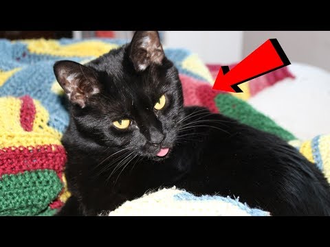 Esto es lo que pasa cuando llevas a tu gato a la cama contigo. ¡CIENTÍFICOS REVELAN LO IMPENSABLE! Video