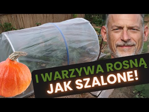 🥒 Małe INSPEKTY: Dogrzewają, Osłaniają, Chronią przed szkodnikami 🌼 (DUŻE efekty małym wysiłkiem)