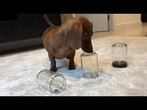 Mini dachshund loves a challenge!