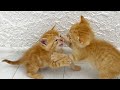 Kittens Fighting Mother Cat Punishes Her Kittens
