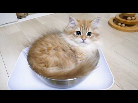 YouTube 썸네일