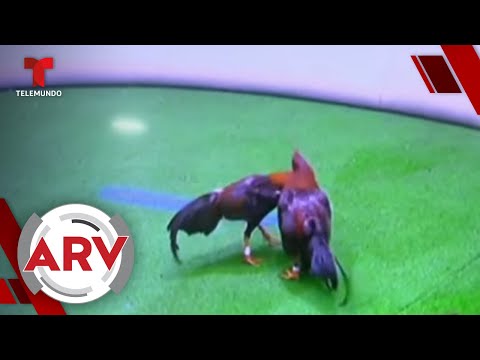 Critican peleas de gallos virtuales en República Dominicana | Al Rojo Vivo | Telemundo