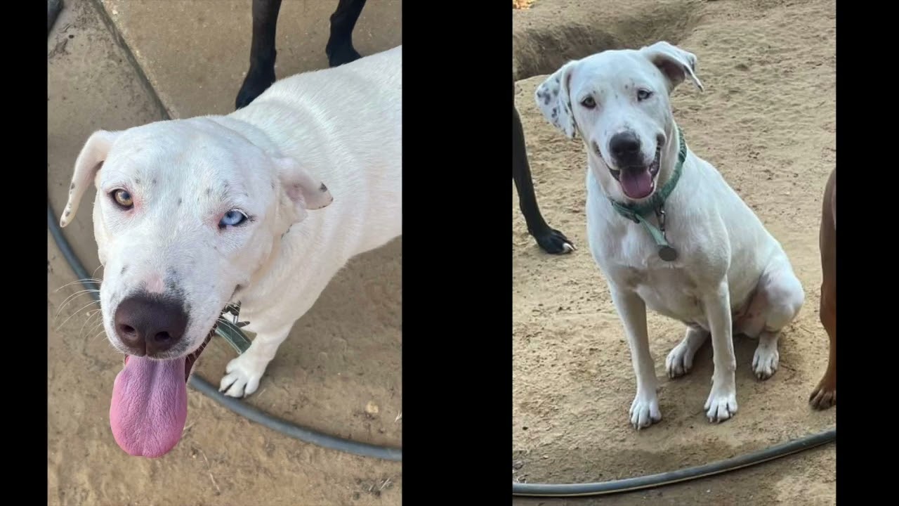 Enlarge Fancy - Needs Summer Lovin!, a Adoptable mixed breed in Woburn, MA video 6/6