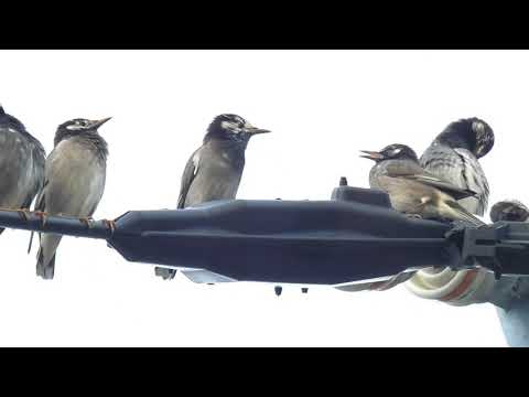 ムクドリが逃げる原因は何ですか？ ムクドリを追い払うためのヒント