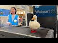 I Took My Duck To Walmart