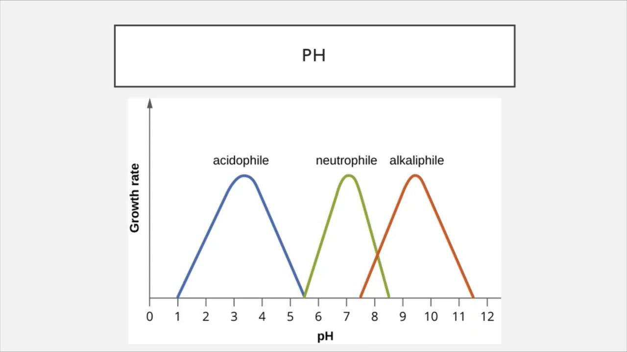 BIO 205 - Chapter 9 - Microbial Growth