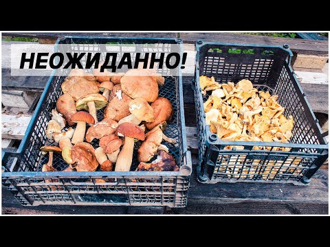 Опять грибы? Белые /Колосовики / Боровики / Лисички