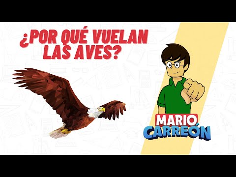 🦃🦚 ¿Por qué vuelan las aves? 🐦🦅🦆🦉🦢🦜