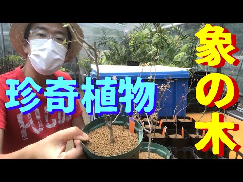 象の足 植物