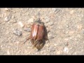 Невероятная история с майским жуком. Май, Черкассы. Вектор-СКВО-1. 