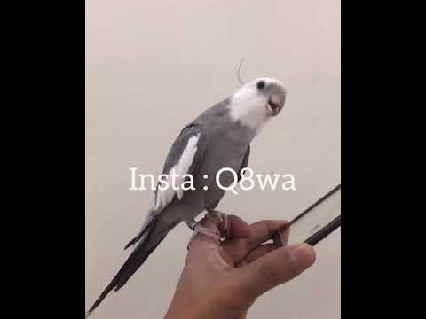 â€«â€Ø¯Ù‚Øª Ø§Ù„Ù†Ù…Ø± Ø§Ù„ÙˆØ±Ø¯ÙŠ ÙƒØ±ÙˆØ§Ù† Ø£Ø¨Ùˆ Ù†Ø§Ø¯Ø± Ø§Ù„Ø¹Ø§Ø²Ù…ÙŠâ€¬â€Ž - YouTube