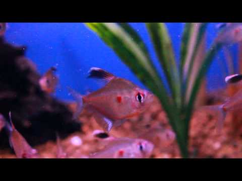 Rosy / Bleeding Heart Tetra v akváriu