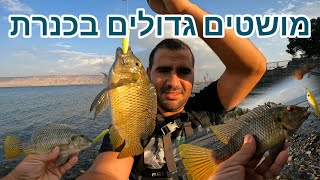 מושטים גדולים בכנרת והכל על דמוי צף 5 גרם כיף של טיול על החוף|Topwater fishing in a lake in Israel