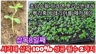 서리태콩 삽목 8일째 100%성공 비결과 삽목이유~ 귀농귀촌 전원일기,주말농장,텃밭 서리태콩 심는시기,재배방…