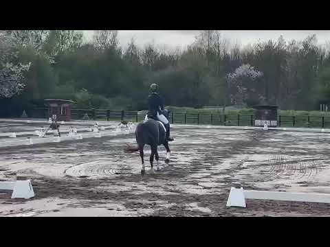 MSJ Secrets Out (Sir Donnerhall x Totilas) born 2015.