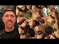 The BEST roach species, and how to set them up! The BEST roach species, and how to set them up!