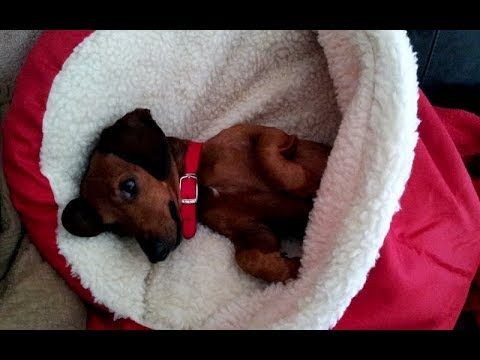 FAITHLESS VS. SHUUTOBI ( COTXETXE MASHUP )