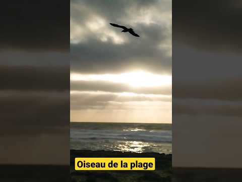 #shorts_ oiseau 🐦 de la plage