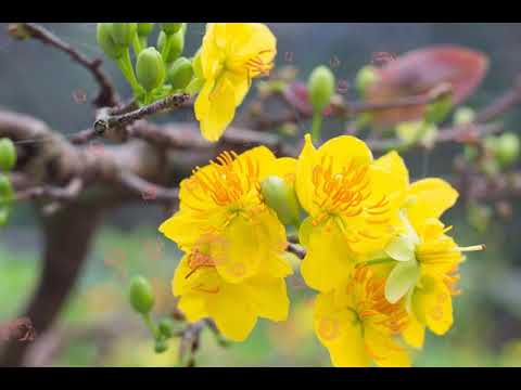 Gọi xuân Sheet - Thanh Huy