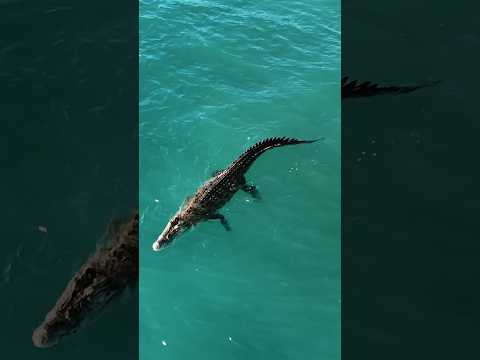 Crocodile 🐊 catch waves in ocean #srilanka #srilankanews #ahangama #crocodile #surf #surfing