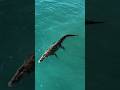 Crocodile Catch Waves In Ocean Srilanka Srilankanews Ahangama Crocodile Surf Surfing