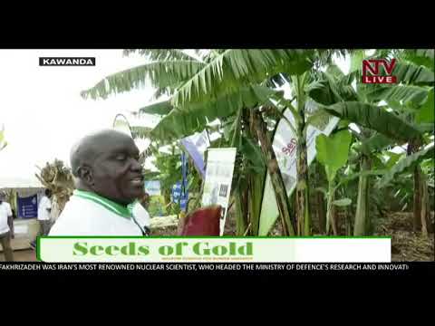 SEEDS OF GOLD: The process and activities involved in planting bananas