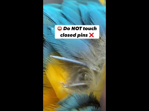 🛑 Do Not Touch These Pin Feathers ⛔️