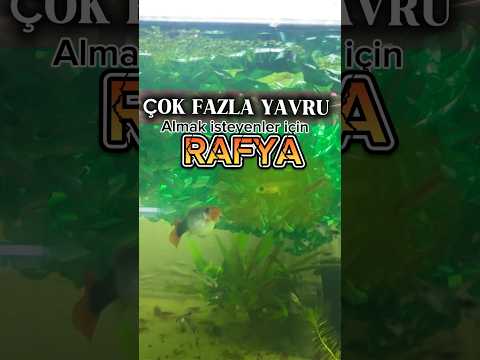 Rafya Nasıl yapılılır ? Tabiki Pratikle Lepisteste Baya işe Yarıyor #balık #fish #lepistes #guppy
