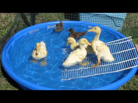 Baby Ducks first swim