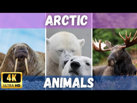 Arctic Animal 4K | Animals of Arctic | 4K Videos #arctic #animals #4kvideo