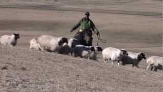 En Mongolie, la sauvegarde des moyens de subsistance passe par la protection