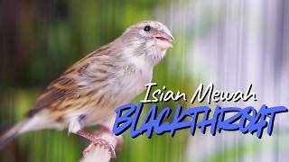 Download lagu MATERI ISIAN CENGKOK JUARA - MASTERAN KENARI ISIAN BLACKTHROAT GACOR SUARA JERNIH DURASI PANJANG mp3