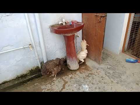 Sarve me baithi cat Pannu Mannu hue chokanne