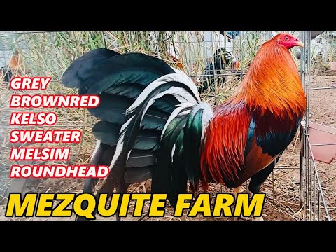 Yellow Leg Sweater Kelso Melsim Brownred MEZQUITE FARM - Beautiful Birds