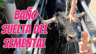💥Brutal bath and release of the TUDANCO STALLION💥