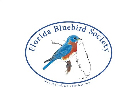 image-What kind of bluebirds live in Florida? 