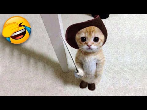Funniest Cats and Dogs 🐶🐱 | Funny Animal Videos #9