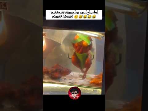 අනේ බෑ ඕයි මෙහෙම 😅🤣🤣 Sinhala funny videos🤣🤣😂 #sinhala #funny #sinhalamemes #comedy #funnymemes #vira