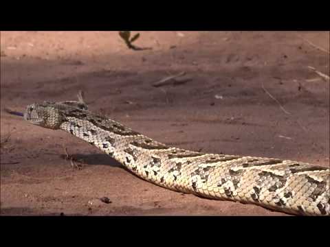 Puff adder