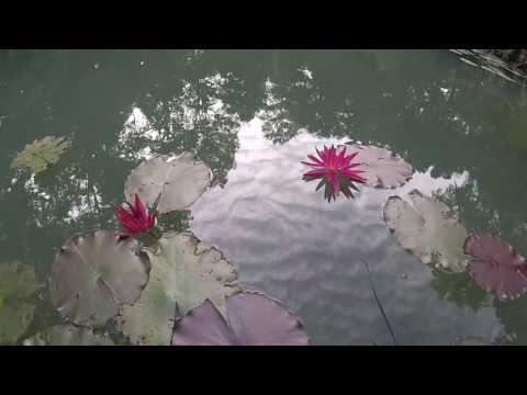 Oliver Shanti - Queen Of The Blossoms