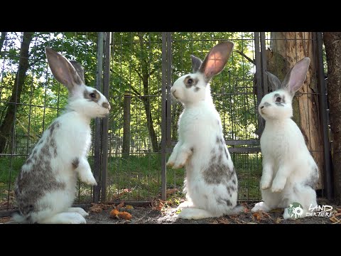 Die Osterkinder: Kaninchen wollen hüpfen! 🐇 ❤