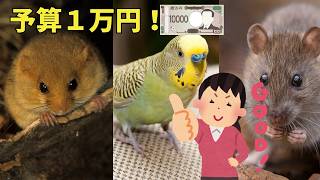 一万円以下でお迎えできるペット１０選