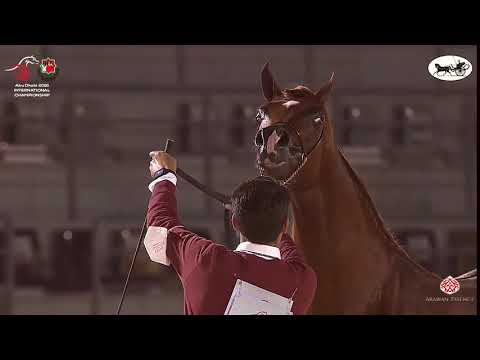 N 238 ALR ALRASHEED   Abu Dhabi International Arabian Horse Championship 2021   Stallions 4 6 Years