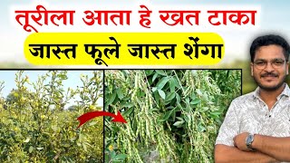 तुरीला आता कोणते खत टाकावे 🔥 Turila konte khat takave