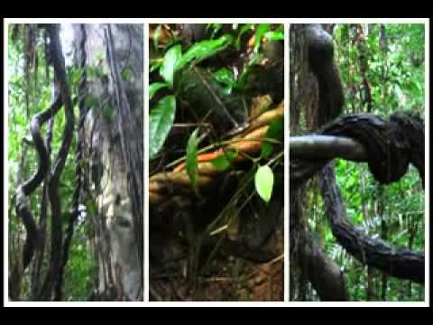 Ikaros Ayahuasca Jaguar -Tehuan