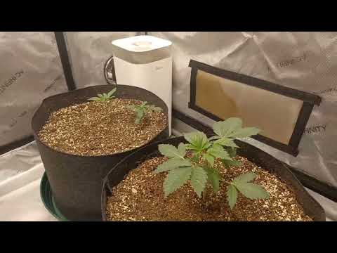 TasteBudz Cherry Cheesecake auto, Forbidden Fruitz auto. Sohum soil,Build a soil 3.0. Grow dots