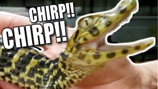 CUTE BABY CROCODILE MAKES ADORABLE CHIRP SOUND!!! Brian Barczyk by Brian Barczyk