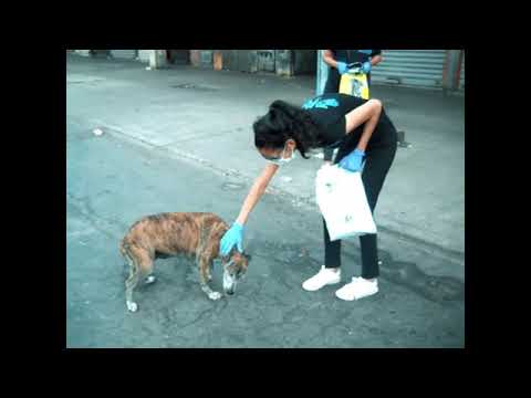 Improve 3K community dog&cat feeding in Venezuela
